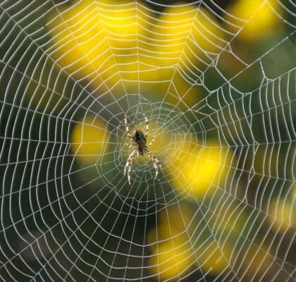 Η τέχνη του ιστού: Οι αράχνες και τα κρυφά τους μοτίβα