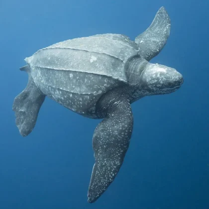 Πρωτοφανής καταγραφή Δερματοχελώνας σε παραλία της Μεσογείου – Απόπειρα ωοτοκίας στη βόρεια Συρία