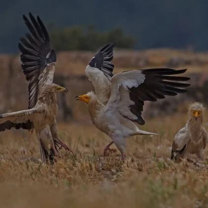 Παράνομη διακίνηση άγριων ειδών στην Ελλάδα: Η έρευνα του WWF Ελλάς