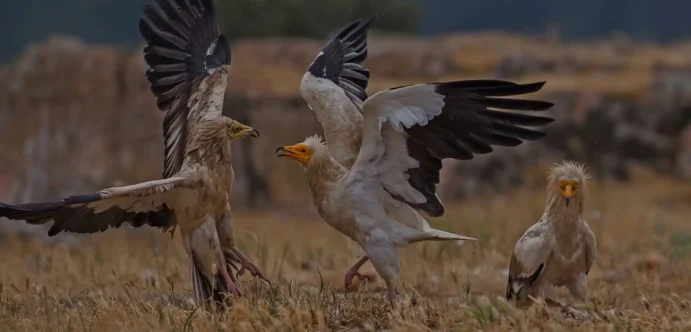 Παράνομη διακίνηση άγριων ειδών στην Ελλάδα: Η έρευνα του WWF Ελλάς