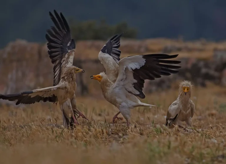 Read more about the article Παράνομη διακίνηση άγριων ειδών στην Ελλάδα: Η έρευνα του WWF Ελλάς