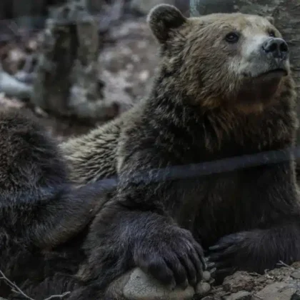 Σε χειμέριο λήθαργο οι αρκούδες του Αρκτούρου στο Νυμφαίο – Φυσικές φωλιές επέλεξαν τα θηλυκά