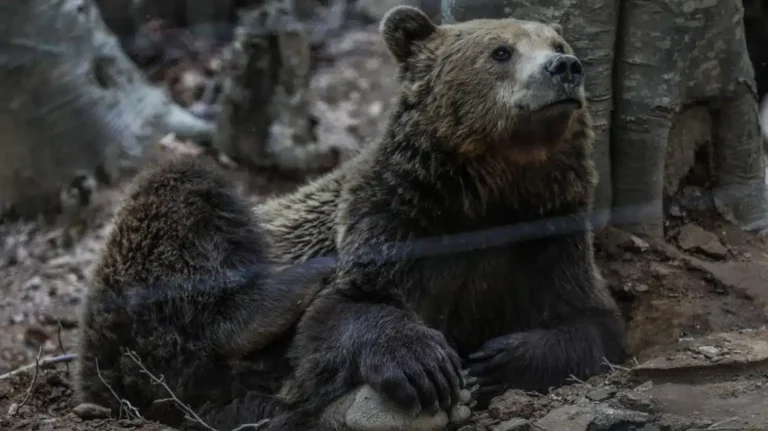 Read more about the article Σε χειμέριο λήθαργο οι αρκούδες του Αρκτούρου στο Νυμφαίο – Φυσικές φωλιές επέλεξαν τα θηλυκά