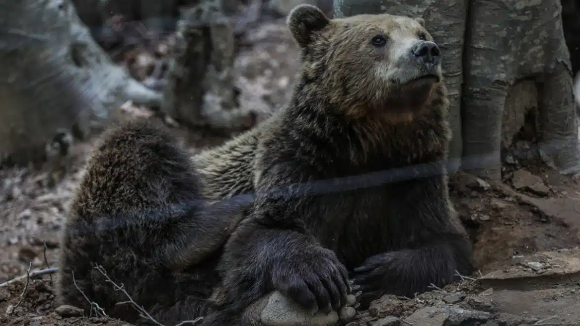 You are currently viewing Σε χειμέριο λήθαργο οι αρκούδες του Αρκτούρου στο Νυμφαίο – Φυσικές φωλιές επέλεξαν τα θηλυκά