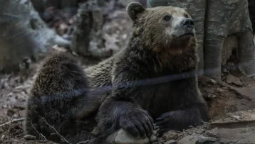 Σε χειμέριο λήθαργο οι αρκούδες του Αρκτούρου στο Νυμφαίο – Φυσικές φωλιές επέλεξαν τα θηλυκά