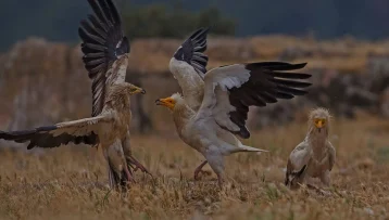 Παράνομη διακίνηση άγριων ειδών στην Ελλάδα: Η έρευνα του WWF Ελλάς